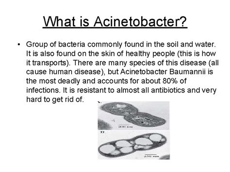 acinetobacter pronunciation|acinetobacter baumannii uti.